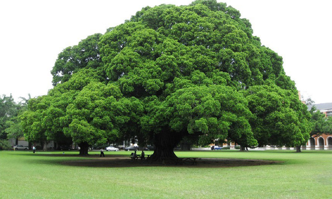南京金榕树服务号代运营案例